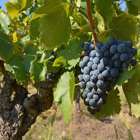 Oasis Near Canal Du Midi Villa *