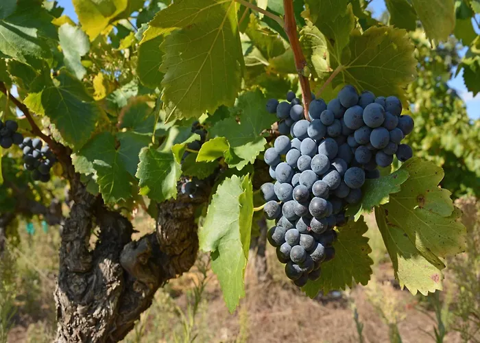 Oasis Near Canal Du Midi Βίλα *